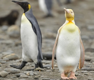 南极发现全球首只黄金企鹅 像黄金一样实在